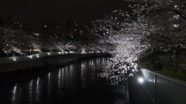 Tokyo Kiraz Çiçeği Gece Görüşü 2022