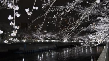 Tokyo Kiraz Çiçeği Gece Görüşü 2022