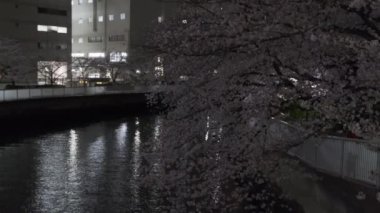 Tokyo Kiraz Çiçeği Gece Görüşü 2022