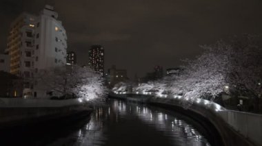 Tokyo Kiraz Çiçeği Gece Görüşü 2022