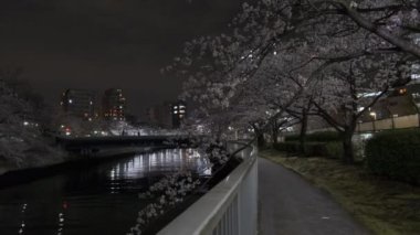 Tokyo Kiraz Çiçeği Gece Görüşü 2022