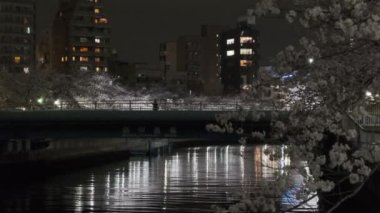 Tokyo Kiraz Çiçeği Gece Görüşü 2022