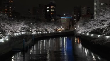 Tokyo Kiraz Çiçeği Gece Görüşü 2022