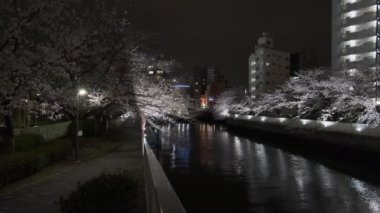 Tokyo Kiraz Çiçeği Gece Görüşü 2022