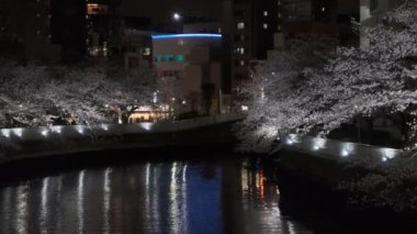 Tokyo Kiraz Çiçeği Gece Görüşü 2022