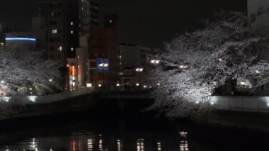Tokyo Kiraz Çiçeği Gece Görüşü 2022