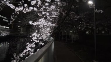 Tokyo Kiraz Çiçeği Gece Görüşü 2022