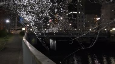 Tokyo Kiraz Çiçeği Gece Görüşü 2022