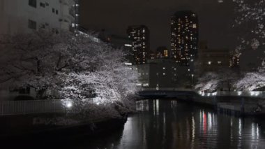 Tokyo Kiraz Çiçeği Gece Görüşü 2022