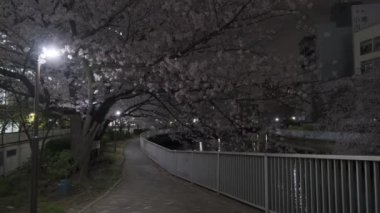 Tokyo Kiraz Çiçeği Gece Görüşü 2022