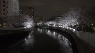 Tokyo Kiraz Çiçeği Gece Görüşü 2022