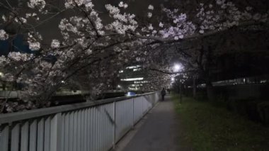 Tokyo Kiraz Çiçeği Gece Görüşü 2022