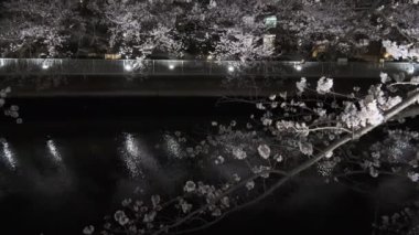 Tokyo Kiraz Çiçeği Gece Görüşü 2022