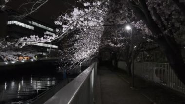 Tokyo Kiraz Çiçeği Gece Görüşü 2022
