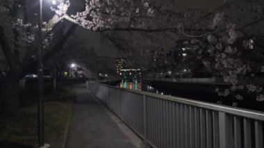 Tokyo Kiraz Çiçeği Gece Görüşü 2022