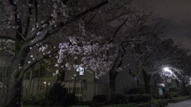 Tokyo Kiraz Çiçeği Gece Görüşü 2022