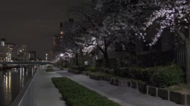 Tokyo Kiraz Çiçeği Gece Görüşü 2022
