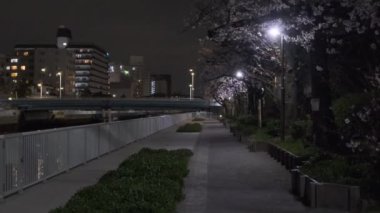 Tokyo Kiraz Çiçeği Gece Görüşü 2022