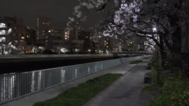Tokyo Kiraz Çiçeği Gece Görüşü 2022