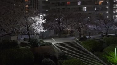 Tokyo Kiraz Çiçeği Gece Görüşü 2022
