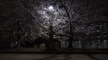 Tokyo Kiraz Çiçeği Gece Görüşü 2022