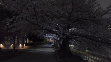 Tokyo Kiraz Çiçeği Gece Görüşü 2022