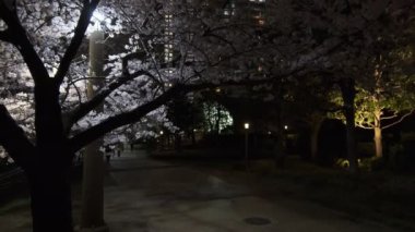 Tokyo Kiraz Çiçeği Gece Görüşü 2022