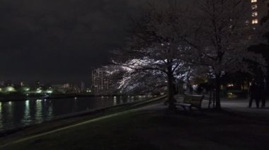 Tokyo Kiraz Çiçeği Gece Görüşü 2022