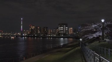 Tokyo Kiraz Çiçeği Gece Görüşü 2022