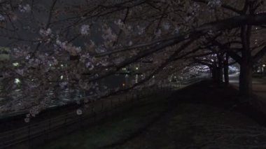 Tokyo Kiraz Çiçeği Gece Görüşü 2022
