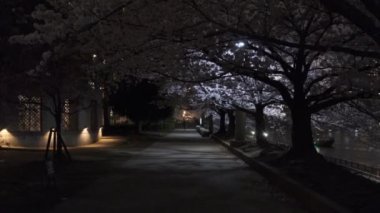 Tokyo Kiraz Çiçeği Gece Görüşü 2022