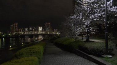 Tokyo Kiraz Çiçeği Gece Görüşü 2022