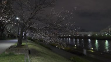 Tokyo Kiraz Çiçeği Gece Görüşü 2022