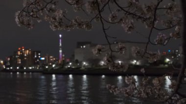 Tokyo Kiraz Çiçeği Gece Görüşü 2022