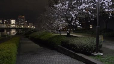 Tokyo Kiraz Çiçeği Gece Görüşü 2022