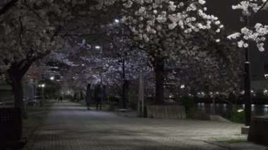 Tokyo Kiraz Çiçeği Gece Görüşü 2022