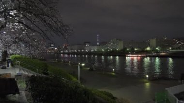 Tokyo Kiraz Çiçeği Gece Görüşü 2022