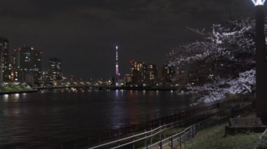 Tokyo Kiraz Çiçeği Gece Görüşü 2022