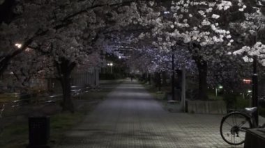 Tokyo Kiraz Çiçeği Gece Görüşü 2022