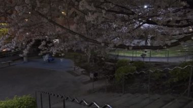 Tokyo Kiraz Çiçeği Gece Görüşü 2022