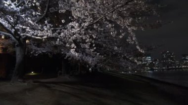 Tokyo Kiraz Çiçeği Gece Görüşü 2022