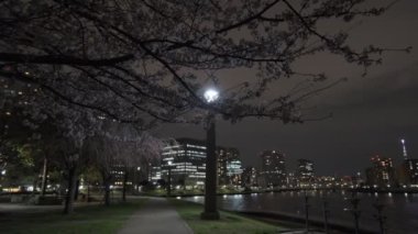 Tokyo Kiraz Çiçeği Gece Görüşü 2022