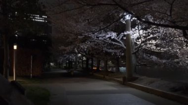 Tokyo Kiraz Çiçeği Gece Görüşü 2022