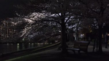 Tokyo Kiraz Çiçeği Gece Görüşü 2022