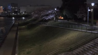 Tokyo Kiraz Çiçeği Gece Görüşü 2022