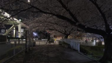 Tokyo Kiraz Çiçeği Gece Görüşü 2022