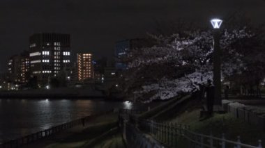 Tokyo Kiraz Çiçeği Gece Görüşü 2022