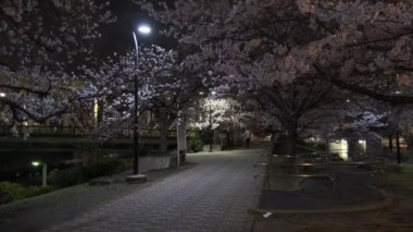 Tokyo Kiraz Çiçeği Gece Görüşü 2022