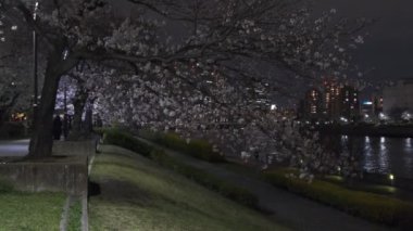 Tokyo Kiraz Çiçeği Gece Görüşü 2022