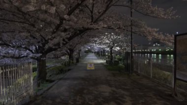 Tokyo Kiraz Çiçeği Gece Görüşü 2022